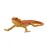 Mojo Agama