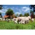 AGROMARKET Mreža Ovinet, 90cm, Dvostruka, 50m