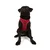 Paws & Whiskers Am za pse Air-Mesh, Crveni