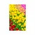 Plakat vrt poln tulipanov - 20x30 white