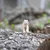 Safari Kanadski ris