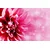 Slika cvet vrtnice - 30x20