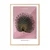 WallXpert uramljena slika 115214, The Black Peacock Ohare Kosona, crni paun, ružičasta pozadina, 50 x 70 cm, ram u boji prirodnog drveta