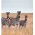 Fototapeta tri zebre v savani - 245x270