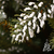 All4Customer božićno drvce Planinska jelka, 220cm