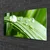 tulup.si Steklena slika Leaf dew drops 125x50 cm 4 obešalnika