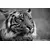 Fototapeta bengalski črno-bel tiger - 441x297