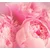 Tapeta cvetni lističi - 294x270