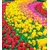 Fototapeta vrt poln tulipanov - 245x270