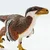 Safari Deinonychus dinosaver
