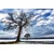 Fototapeta drevesa pozimi - 245x165