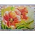 Fototapeta rdeči tulipani v vintage izvedbi - 30x20
