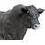 Safari Bik Angus