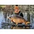 Hrana za krape Boilies 18mm/1kg Japonski lignji