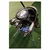 Golf kompleti MacGregor DCT3000 Black/Blue Desna roka, +1 inch, Regular, Graphite