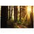 Fototapeta gozd v objemu sonca - 147x99