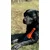Dog Comets Bobber - Orange