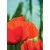Fototapeta rdeč mak - 196x270