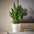 SANSEVIERIA Lončnica, različne vrste, 21 cm