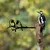 Atelier Del Sofa Dekorativna figura Bird On The Branch 06, 50x20 cm , 1.5 mm