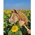 BB Hobby Horse Srednji Premium Pal Horse Rjava Svetlo kostanjeva A4