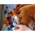 BB Hobby Horse Srednji Premium Pal Horse Rdeč kostanj A4