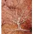 Samolepilna tapeta veja drevesa - 245x270