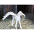 Safari Pegasus mladič