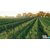 Farming Simulator 22 (Steam)
