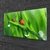 tulup.si Slika na steklu Pikapolonica grass drops 100x50 cm 4 obešalnika