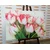Slika spomladanski tulipani - 60x40