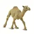 Safari Dromedar
