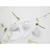 Creatable Set Skodelic Victoria, 6-Delni