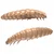 Vaba za črve Larva 035 Pellets sirni črvi, kozarec 4,5 cm, 8 kosov