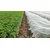 shumee Agrotekstil Spring bel 17g 1,6m x 5m