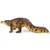 Safari Sarcosuchus dinozaver