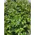 Zeleni zid 3D Flora, 40x60 cm