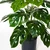 Umetna rastlina monstera filodendron v loncu 70 cm realistična