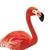Safari Flamingo