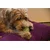 Dog Comets Glow In The Dark Moon Ball - Green - S