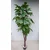 Lilium stablo seflera 165 cm 878212