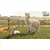 Farming Simulator 25 - Beans & Alpacas Edition (XBOX Series X)
