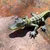 Safari Aligator mladič