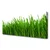 tulup.si Slika na platnu Grass nature rastlin 120x60 cm