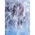 Tapeta makro regratova lučka - 196x270