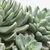 SUCCULENT Zasađena biljka, raznovrsno, 15 cmPrikaži specifikacije mera