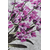 CONCEPTUM HYPNOSE Lavender DJT ( 60 x 90)