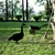 Aberto Design Dekorativna figura Goose 01, 64x44 cm, 1.5 mm