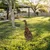 Aberto Design Dekorativna figura Goose -A 04, 65x26 cm, 1.5 mm