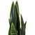 MID.YOU Umetna Rastlina Sansevieria